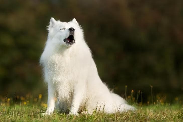 Pepper, a Wolfsong success story